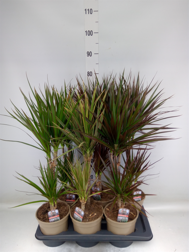 Горшечные цветы и растения оптом Dracaena   ...mix от 6шт из Голландии с доставкой по России