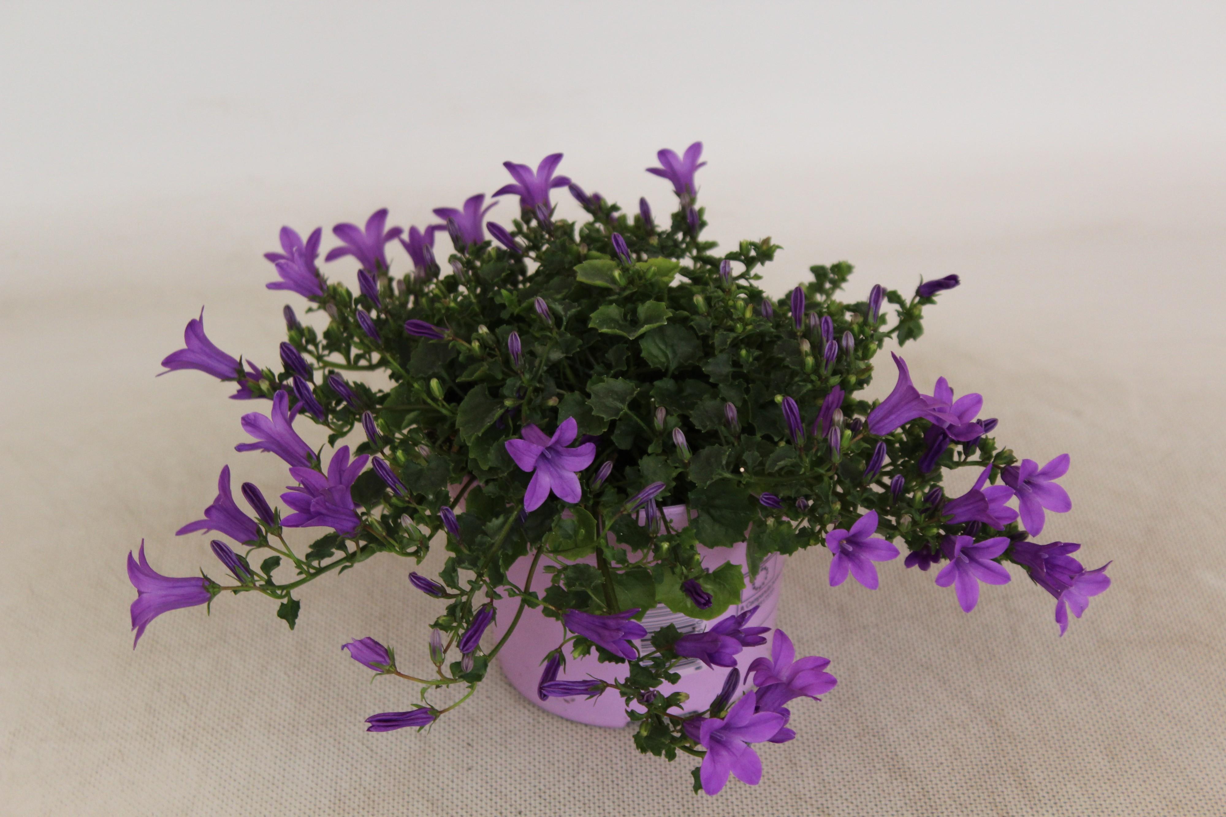 Горшечные цветы и растения оптом Campanula Licht Paars Portenschlagiana Kosea Karen от 6шт (для телеги) из Голландии с доставкой по России