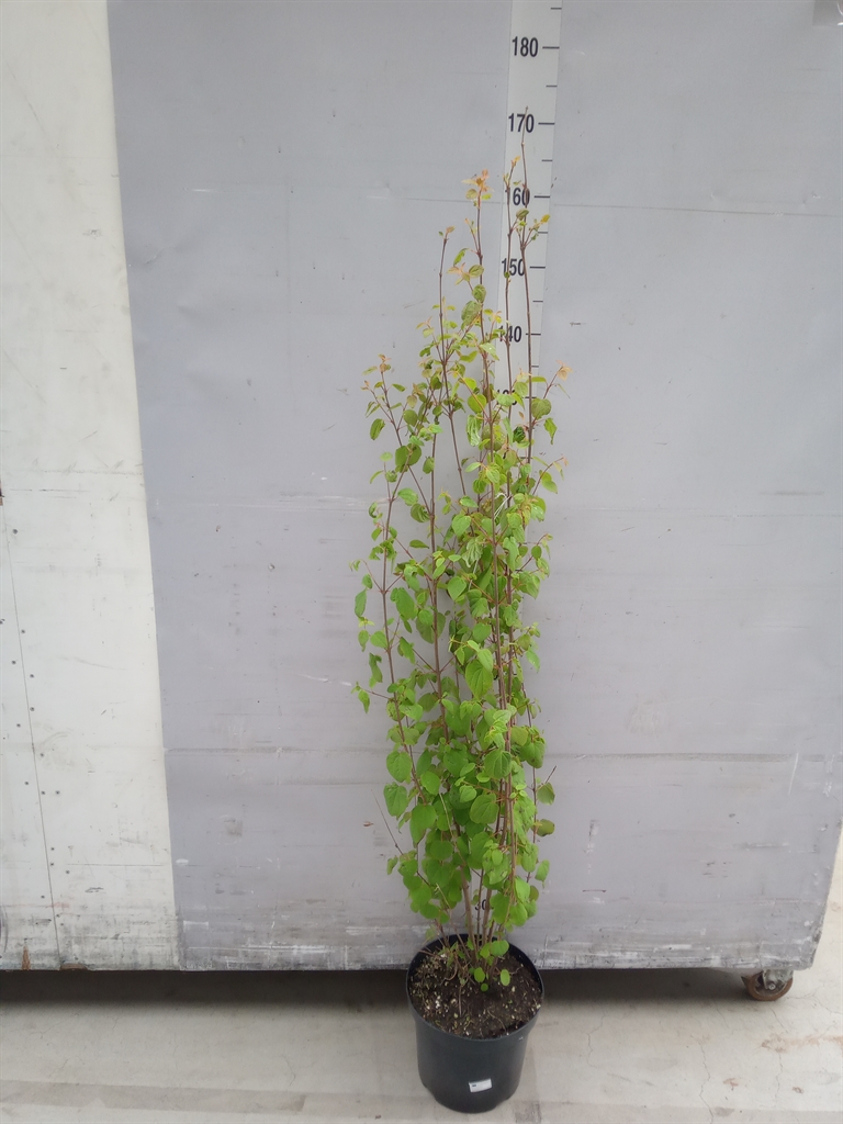 Горшечные цветы и растения оптом Cercidiphyllum Japonicum от 1шт из Голландии с доставкой по России