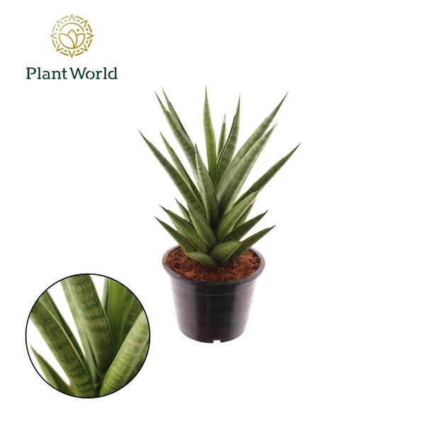 Горшечные цветы и растения оптом Sansevieria Starshooter от 4шт из Голландии с доставкой по России