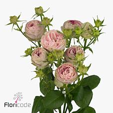 Срезанные цветы оптом Rosa spray pink lace от 30шт из Голландии с доставкой по России