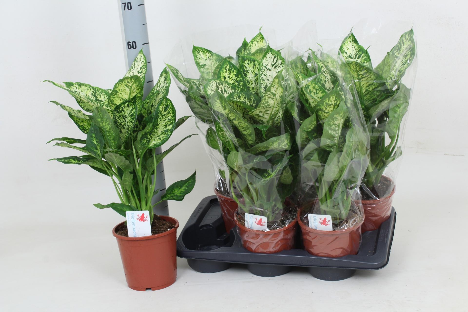 Горшечные цветы и растения оптом Dieff Compacta от 6шт из Голландии с доставкой по России