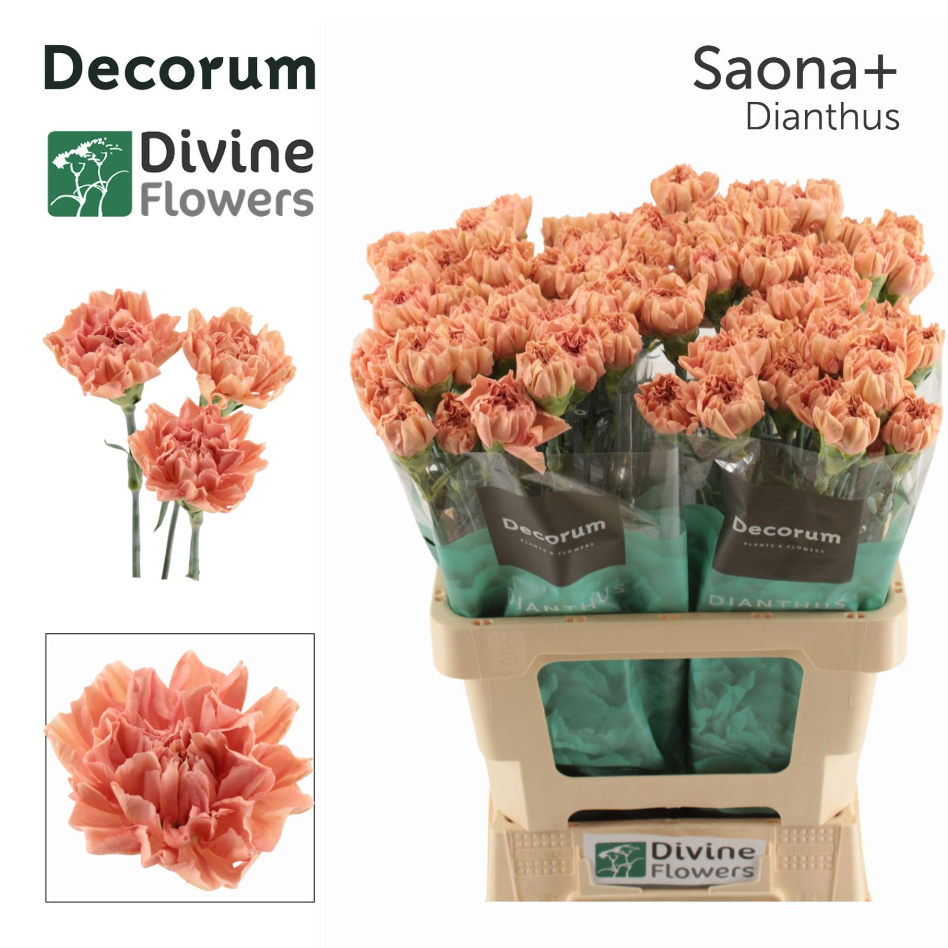 Срезанные цветы оптом Dianthus st saona+ от 80шт из Голландии с доставкой по России