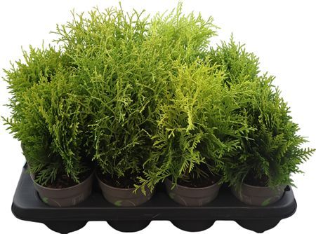 Горшечные цветы и растения оптом Thuja O Gem от 8шт из Голландии с доставкой по России