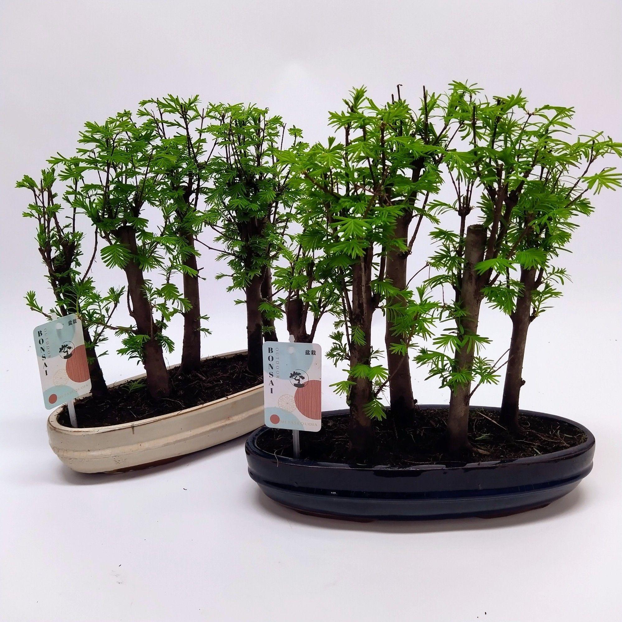 Горшечные цветы и растения оптом Bonsai Metasequoia Forest Oval от 3шт из Голландии с доставкой по России