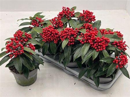 Горшечные цветы и растения оптом Skim J Reevesiana 3+ от 6шт из Голландии с доставкой по России