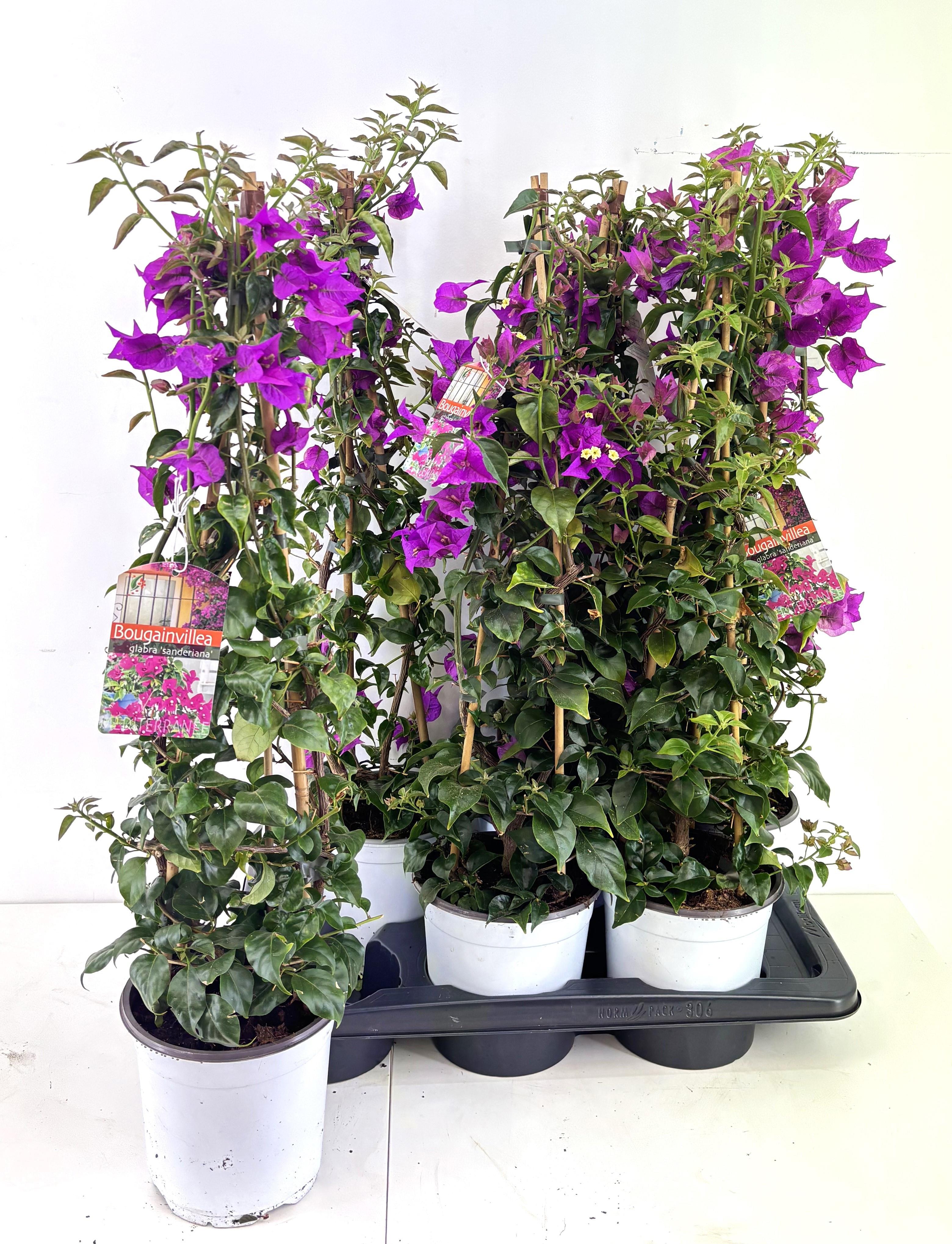 Горшечные цветы и растения оптом Bougainv Sanderiana от 6шт из Голландии с доставкой по России