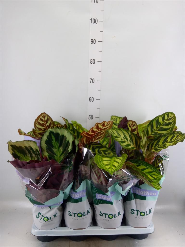 Горшечные цветы и растения оптом Calathea   ...mix 4 от 8шт из Голландии с доставкой по России