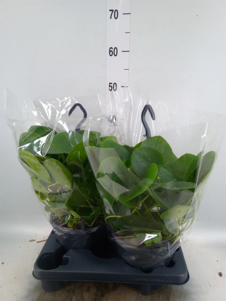 Горшечные цветы и растения оптом Pilea Peperomioides от 2шт из Голландии с доставкой по России