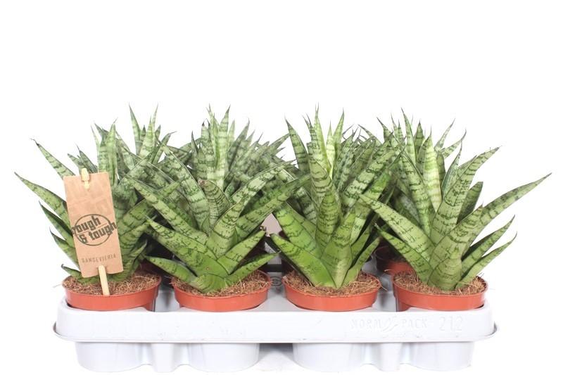 Горшечные цветы и растения оптом Sansevieria Tough Lady от 12шт (для телеги) из Голландии с доставкой по России