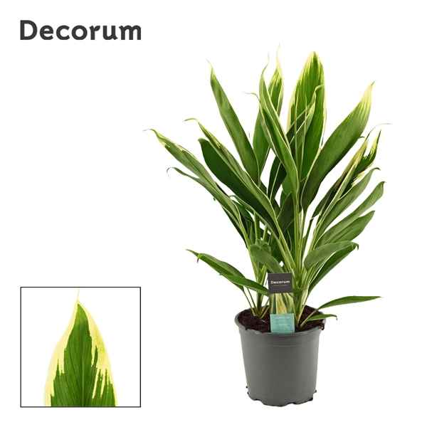 Горшечные цветы и растения оптом Cordyline New Conga 3pp (decorum) от 5шт из Голландии с доставкой по России