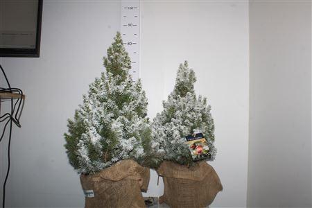 Горшечные цветы и растения оптом Picea Gl Conica Snow+ Jute Cover от 1шт из Голландии с доставкой по России