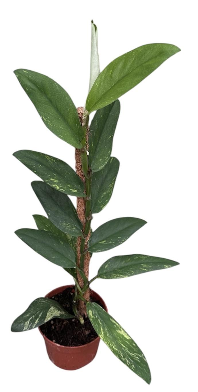 Горшечные цветы и растения оптом Rhaphidophora Elliptica Aurea от 1шт из Голландии с доставкой по России