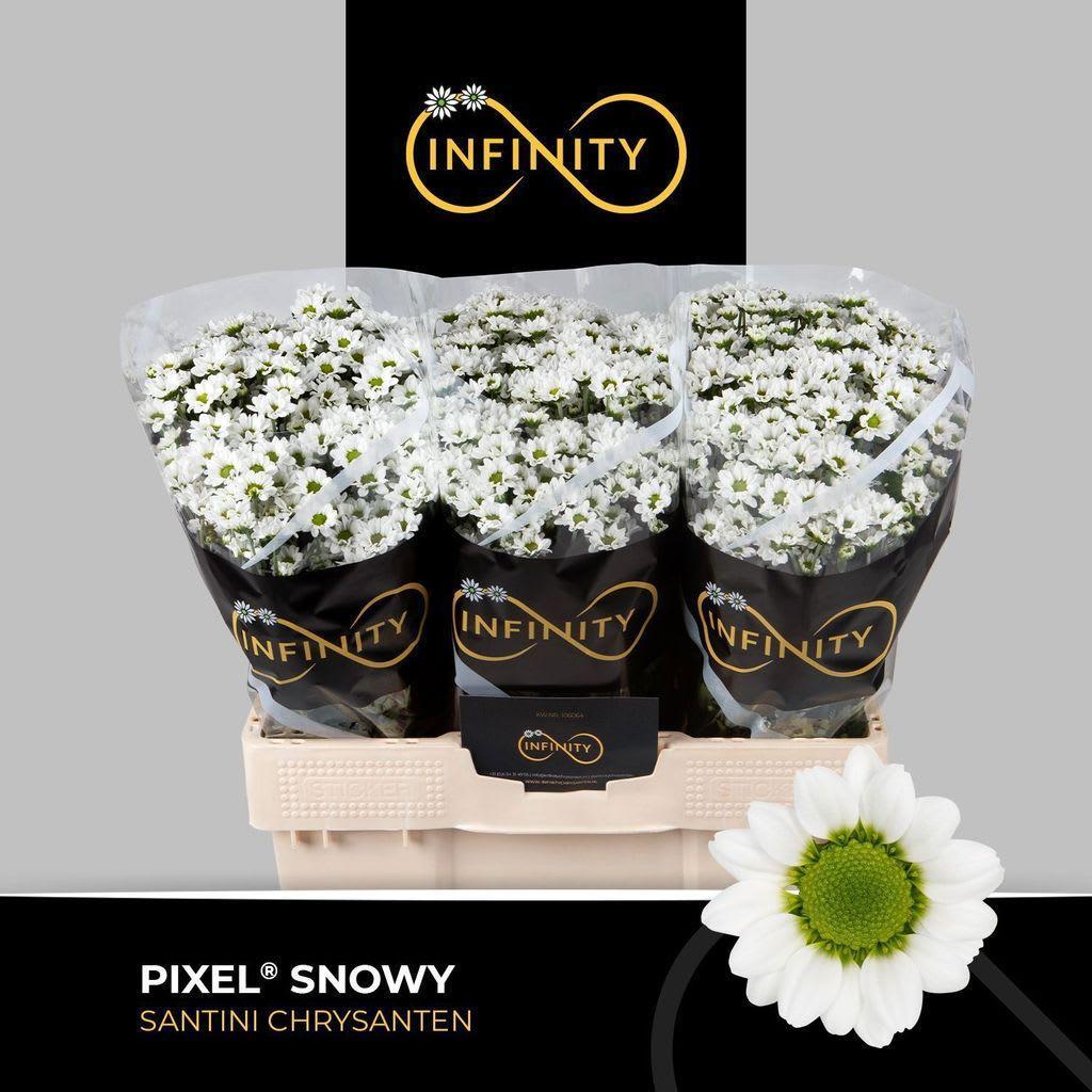 Срезанные цветы оптом Chrys sa pixel snowy от 75шт из Голландии с доставкой по России