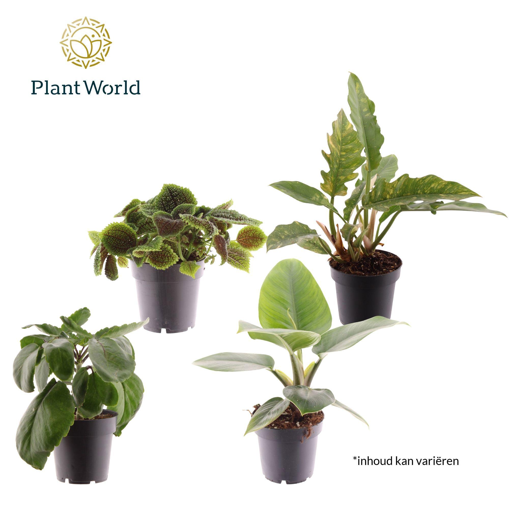 Горшечные цветы и растения оптом Plantmix Island Saver от 6шт из Голландии с доставкой по России