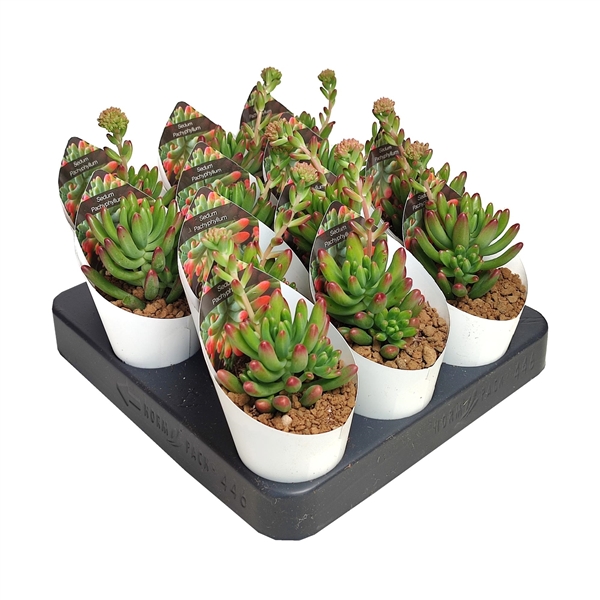 Горшечные цветы и растения оптом Sedum Pachyphyllum Potcover от 12шт из Голландии с доставкой по России