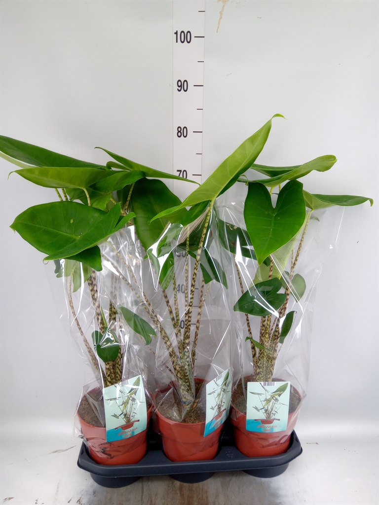 Горшечные цветы и растения оптом Alocasia Zebrina от 3шт (для телеги) из Голландии с доставкой по России
