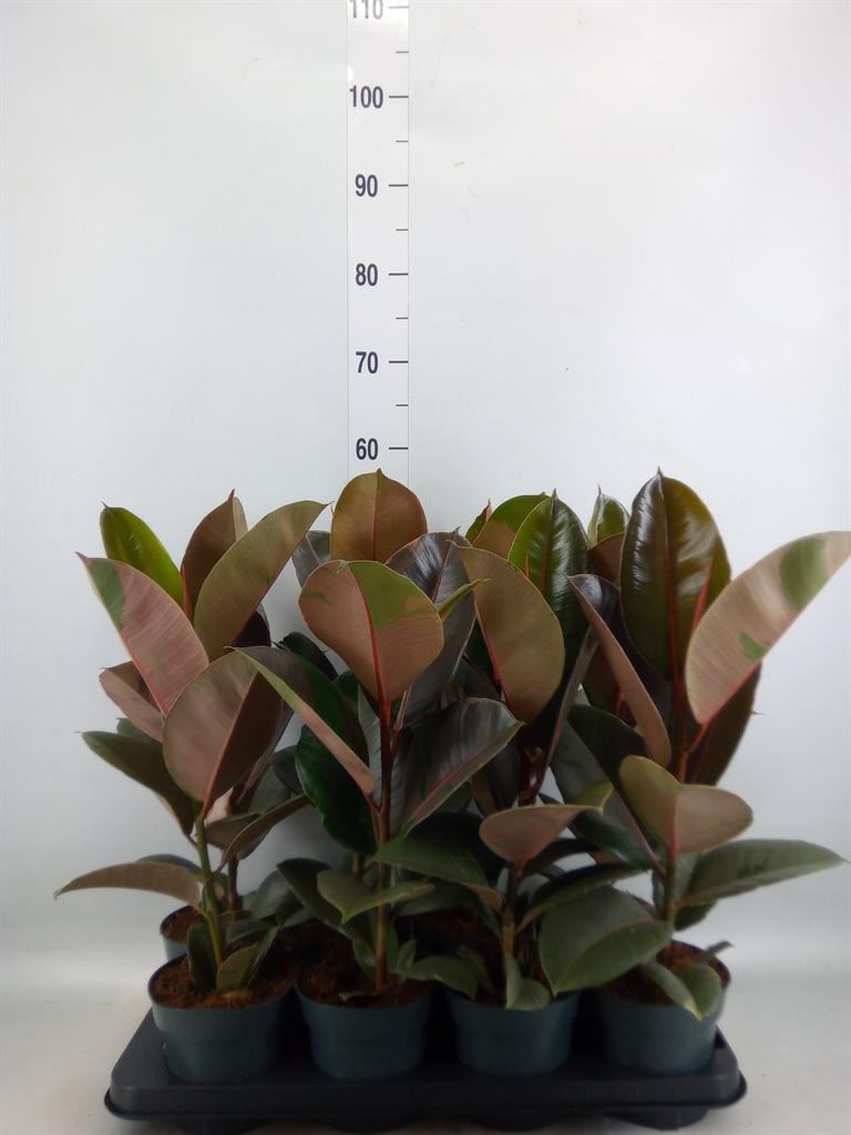 Горшечные цветы и растения оптом Ficus El Pink Camouflage от 8шт из Голландии с доставкой по России