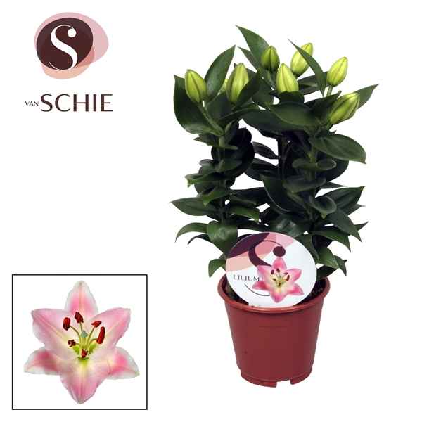 Горшечные цветы и растения оптом Lilium Or Rascal Souvenir 3pp от 8шт из Голландии с доставкой по России