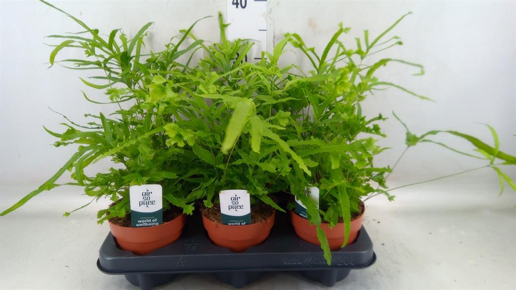 Горшечные цветы и растения оптом Pteris Straminea от 6шт из Голландии с доставкой по России