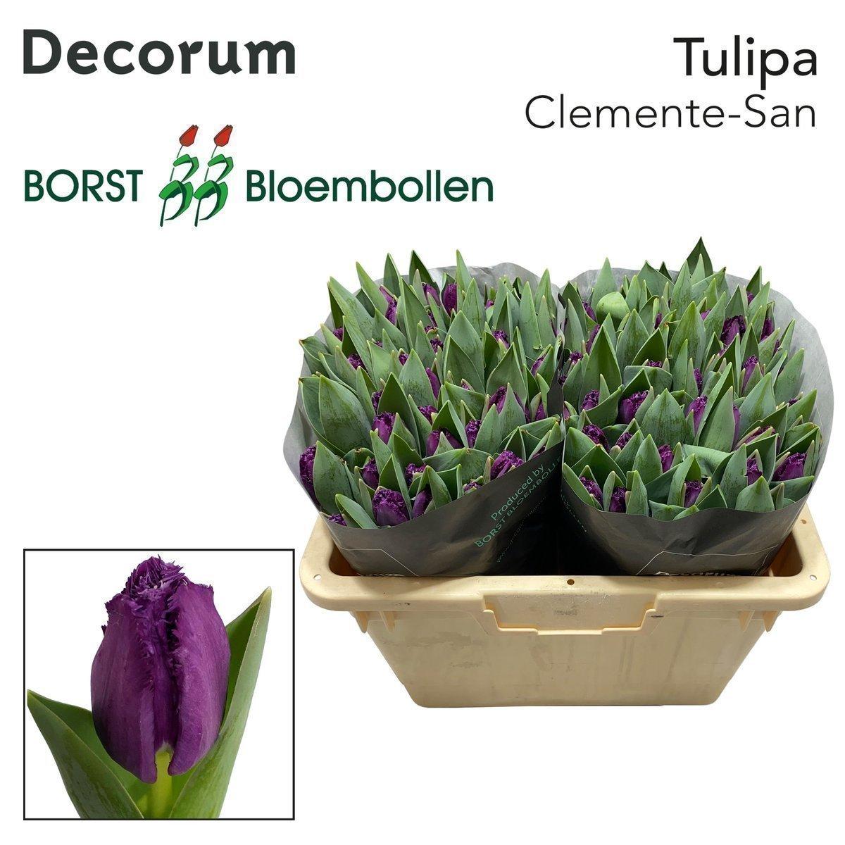 Срезанные цветы оптом Tulipa fr san clemente от 50шт из Голландии с доставкой по России