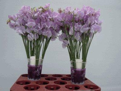 Срезанные цветы оптом Lathyrus od lavender от 100шт из Голландии с доставкой по России