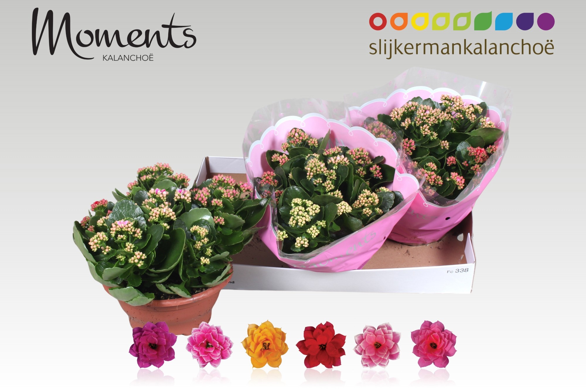 Горшечные цветы и растения оптом Kal Ge Gem I Pot от 3шт из Голландии с доставкой по России