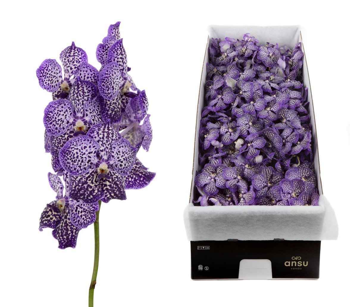 Срезанные цветы оптом Vanda sunanda royal purple per stem от 4шт. из Голландии с доставкой по России