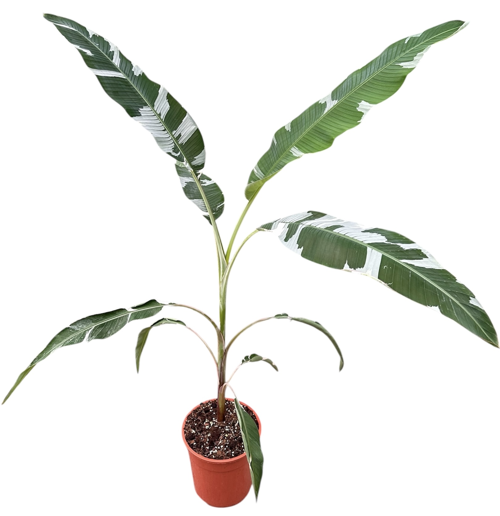 Горшечные цветы и растения оптом Musa Florida от 1шт из Голландии с доставкой по России