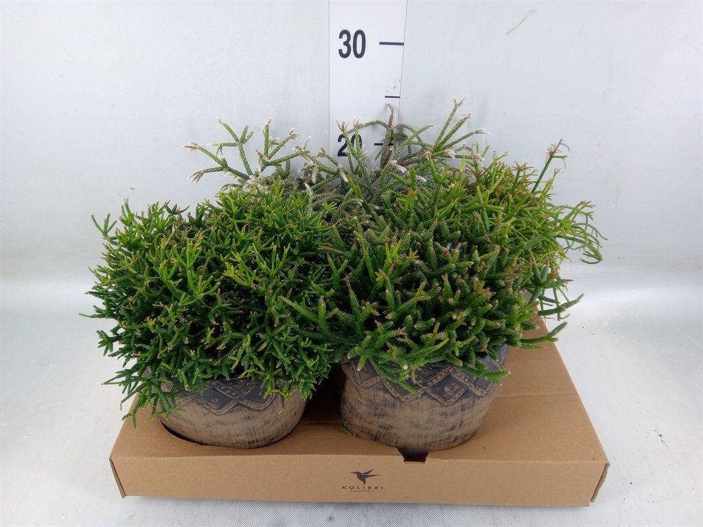 Горшечные цветы и растения оптом Rhipsalis   ...mix от 4шт из Голландии с доставкой по России