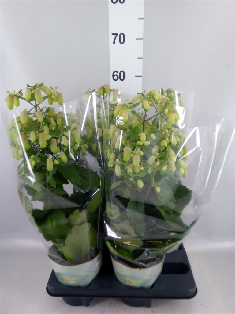 Горшечные цветы и растения оптом Kalanchoe magic Bell от 4шт из Голландии с доставкой по России