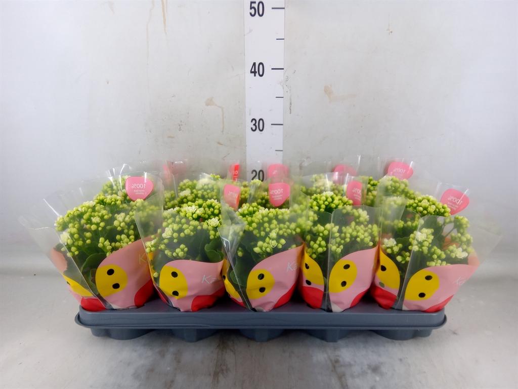 Горшечные цветы и растения оптом Kal Ge Rf Greta White от 10шт из Голландии с доставкой по России