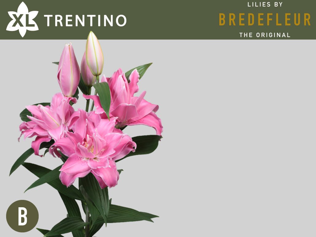 Срезанные цветы оптом Lilium or trentino от 20шт из Голландии с доставкой по России