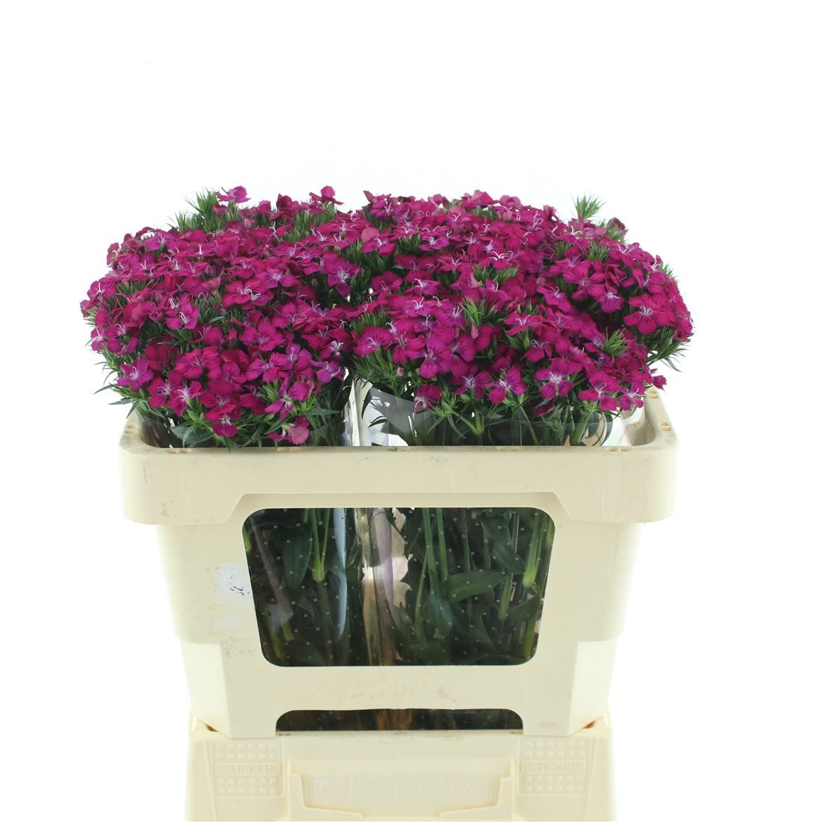 Срезанные цветы оптом Dianthus br amazone neon cherry от 100шт. из Голландии с доставкой по России