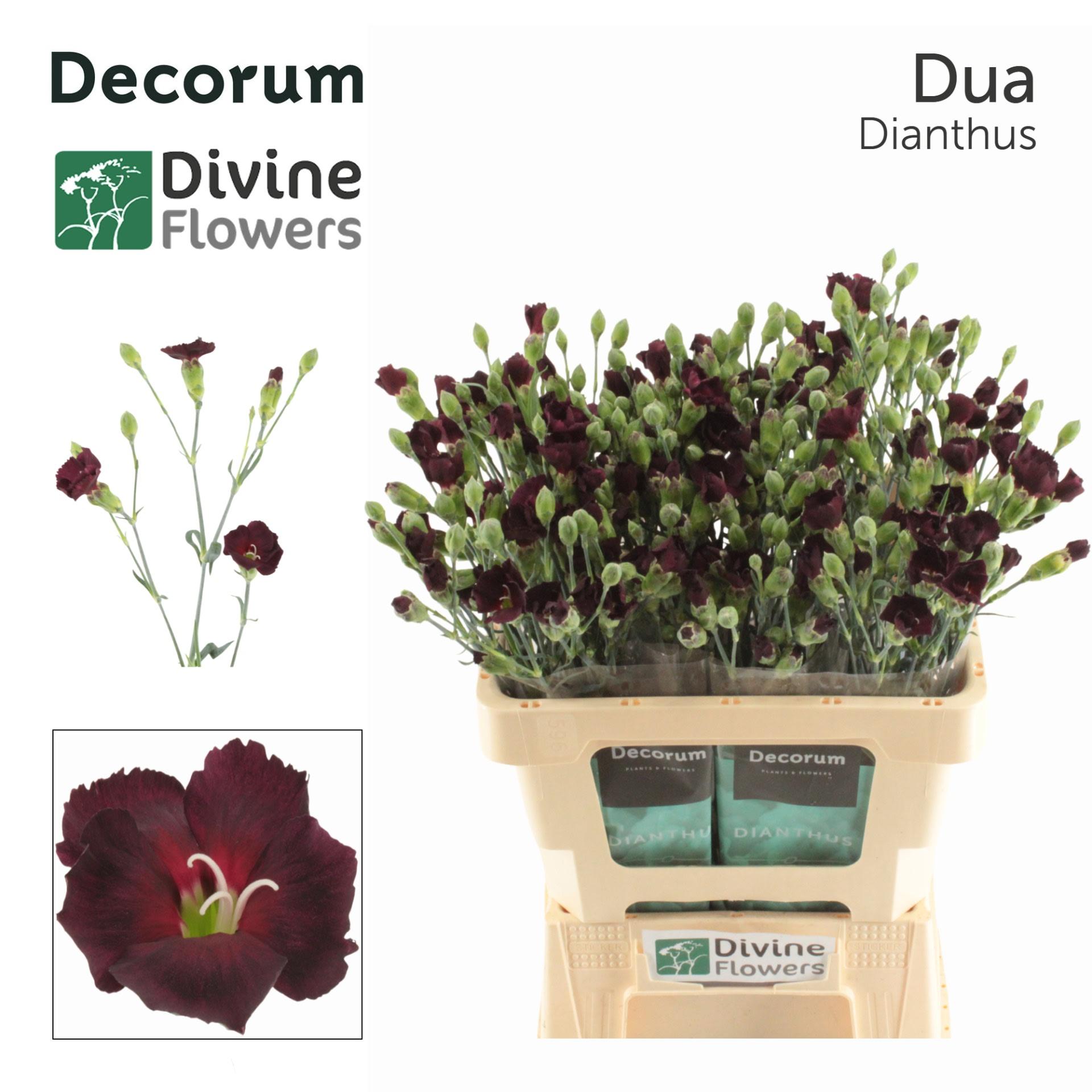 Срезанные цветы оптом Dianthus sp solomio dua от 60шт из Голландии с доставкой по России