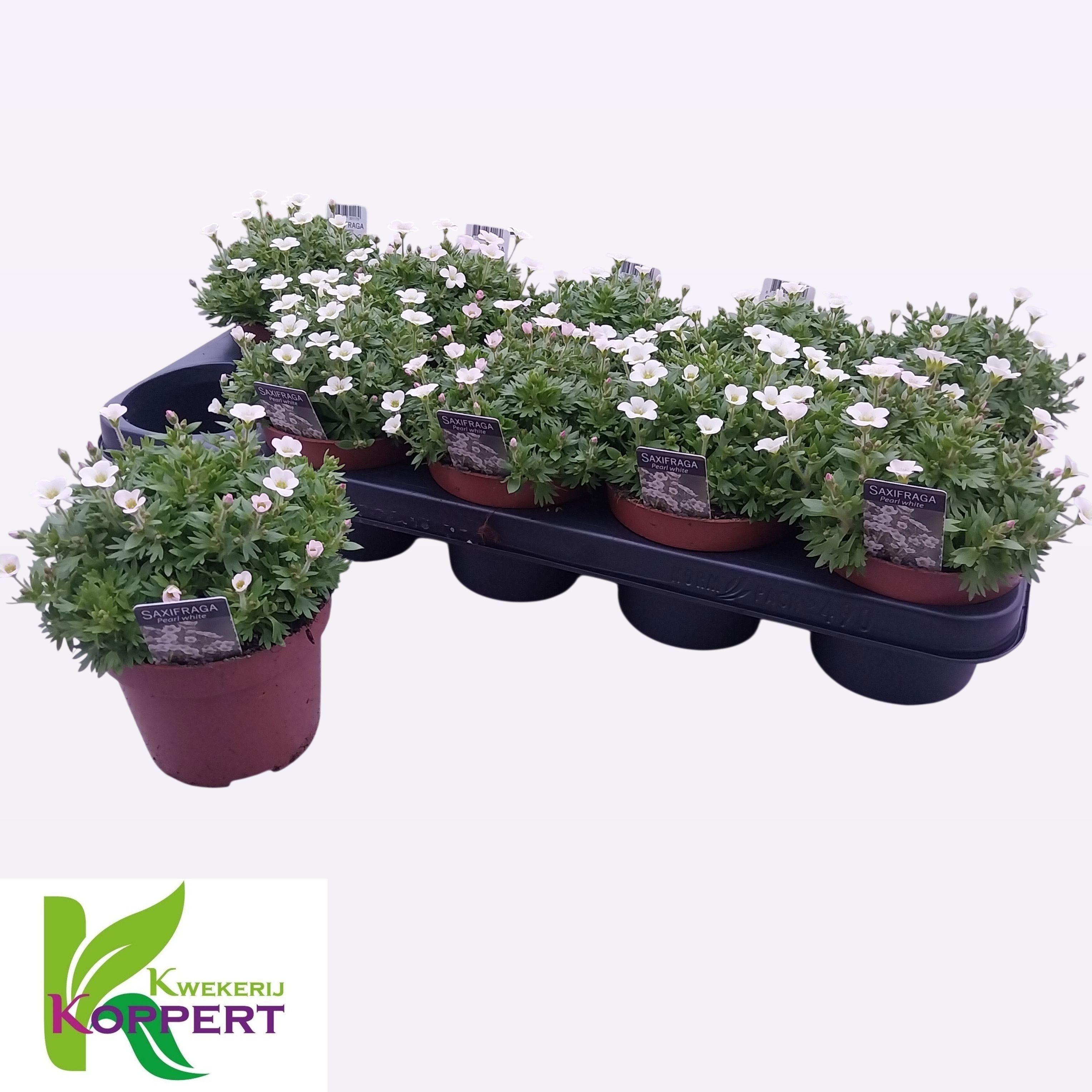 Горшечные цветы и растения оптом Saxif Ar Ic Pearl Wh от 10шт из Голландии с доставкой по России
