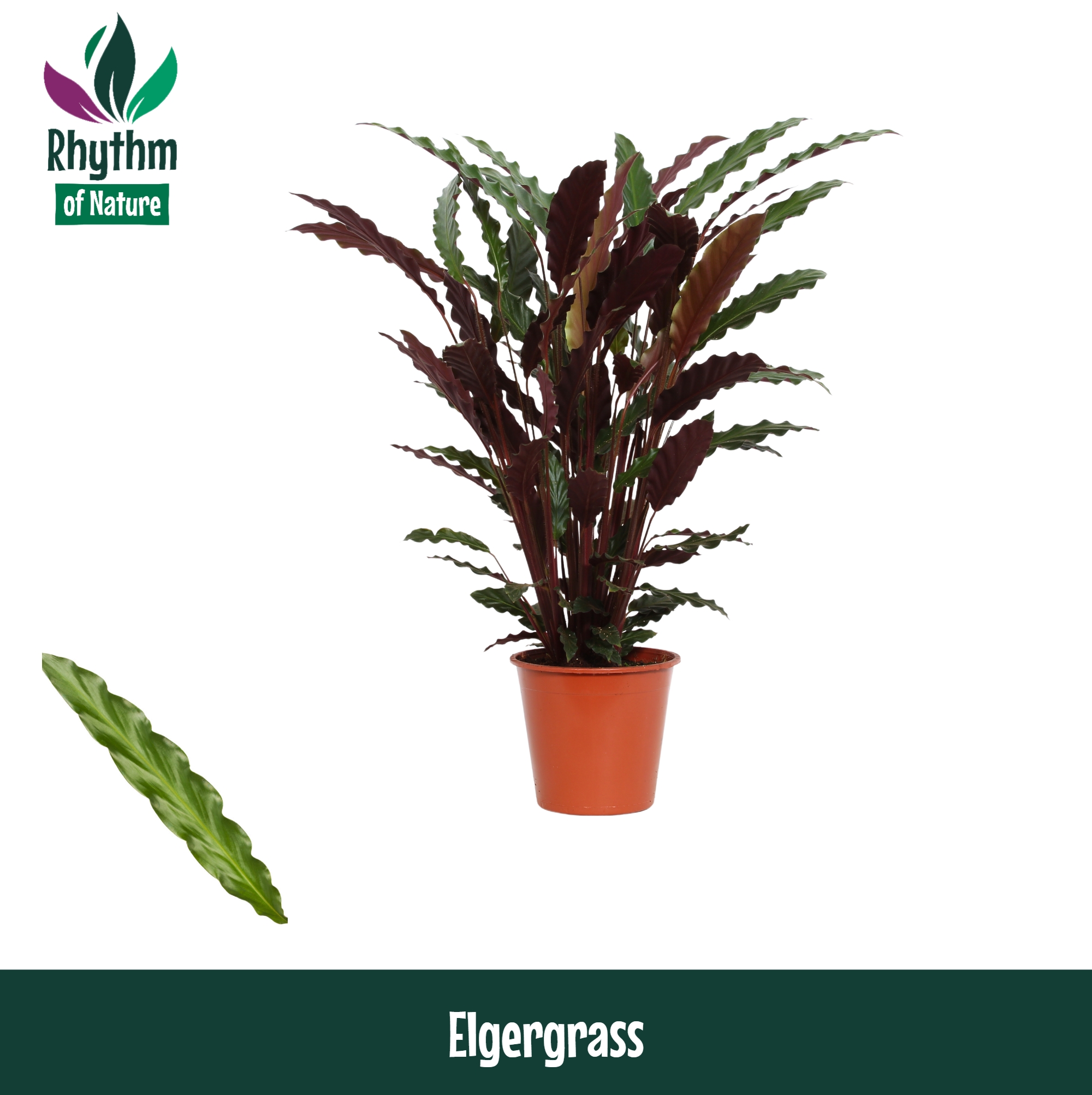 Горшечные цветы и растения оптом Calathea Elgergrass Rhythm Of Nature от 6шт из Голландии с доставкой по России