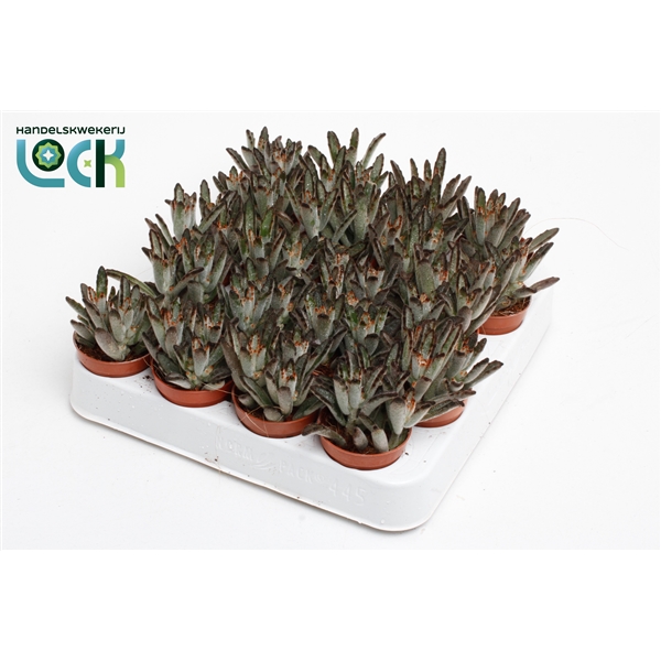 Горшечные цветы и растения оптом Kalanchoe Tomentosa Dark Tanz от 20шт из Голландии с доставкой по России