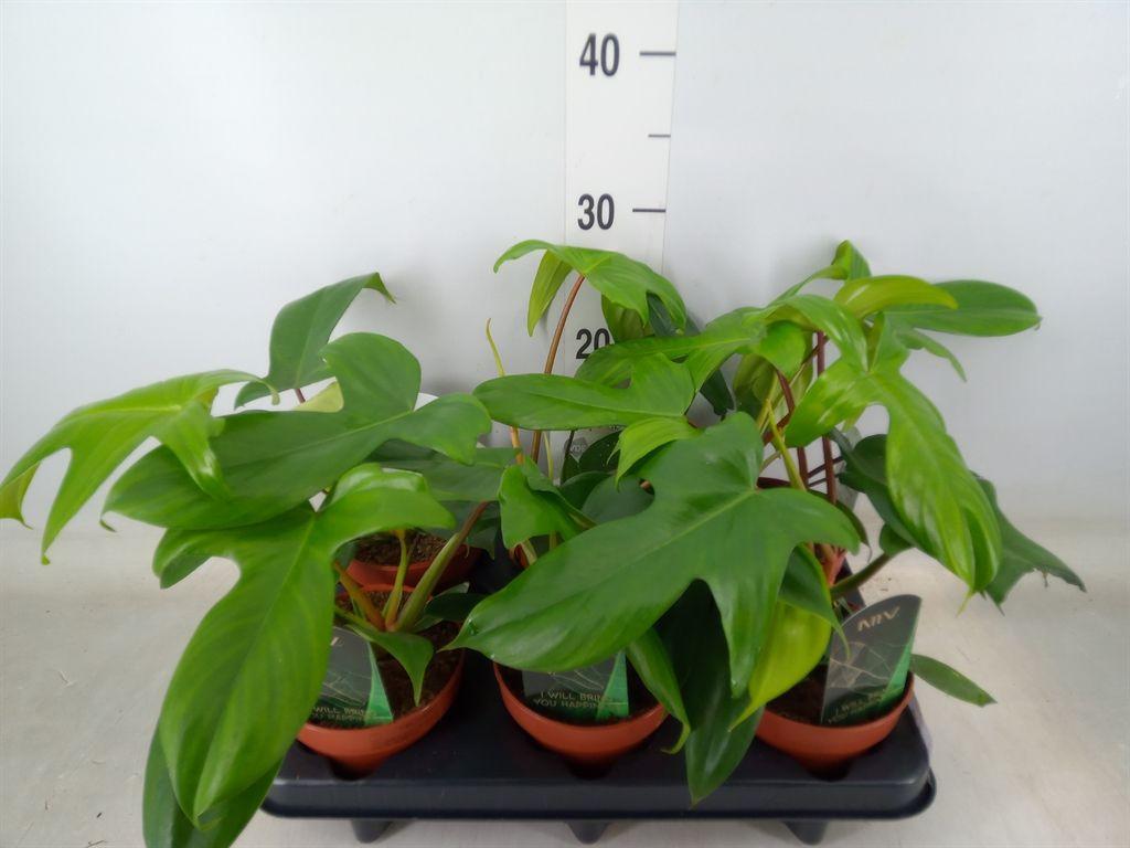 Горшечные цветы и растения оптом Philodendron Black Cardinal от 6шт из Голландии с доставкой по России