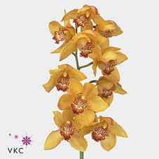 Срезанные цветы оптом Cymbidium yellow river esther от 10шт из Голландии с доставкой по России