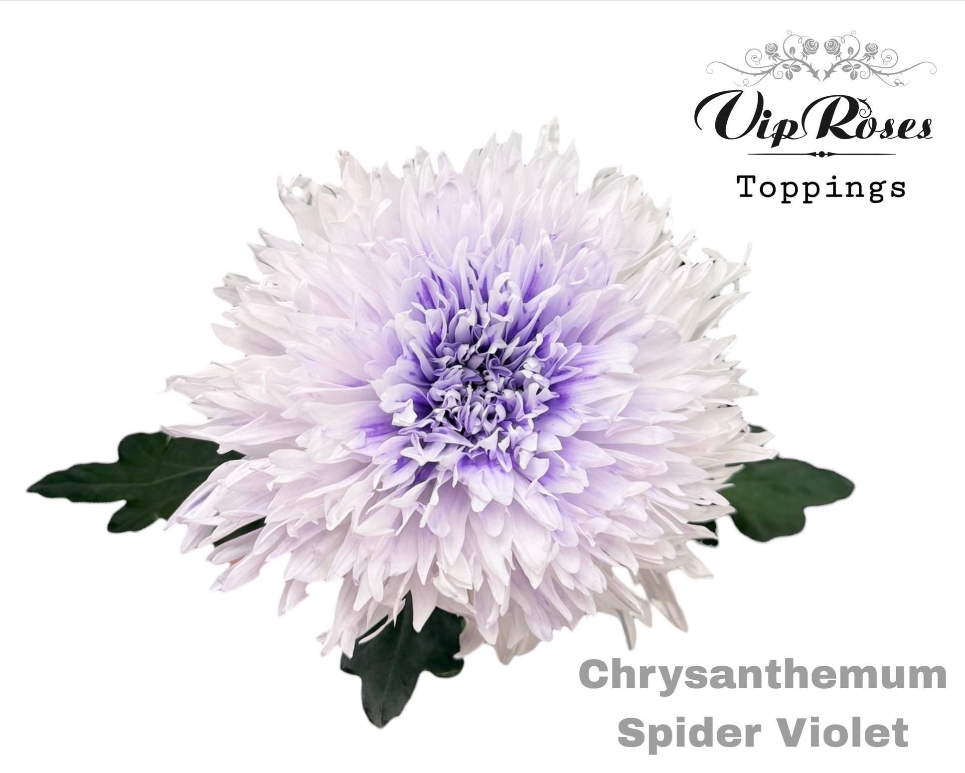 Срезанные цветы оптом Chrys bl paint spider violet от 20шт из Голландии с доставкой по России