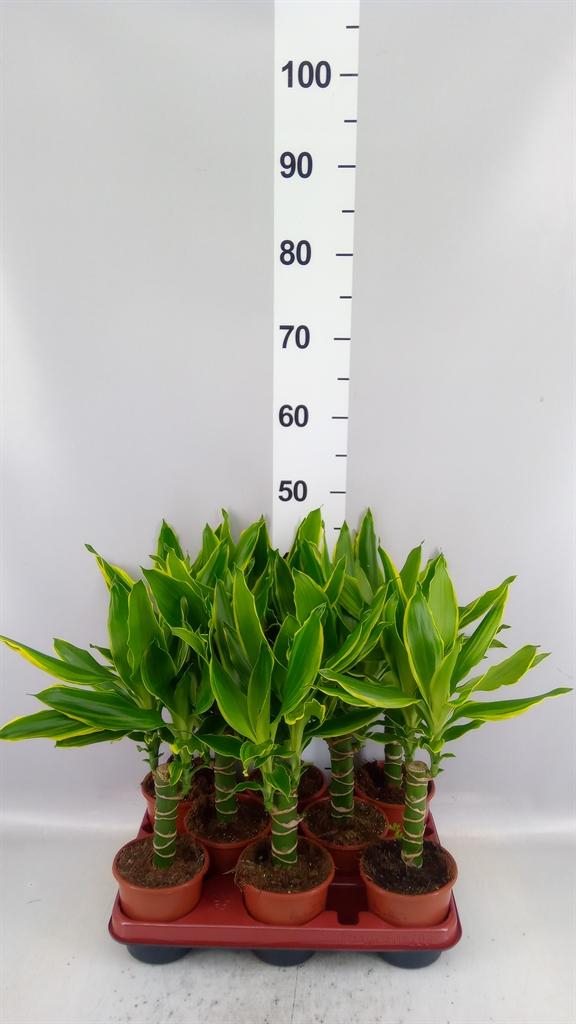 Горшечные цветы и растения оптом Dracaena Frag. golden Coast от 8шт из Голландии с доставкой по России