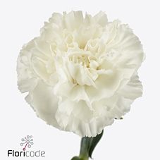 Срезанные цветы оптом Dianthus st maruchi bianco от 80шт из Голландии с доставкой по России