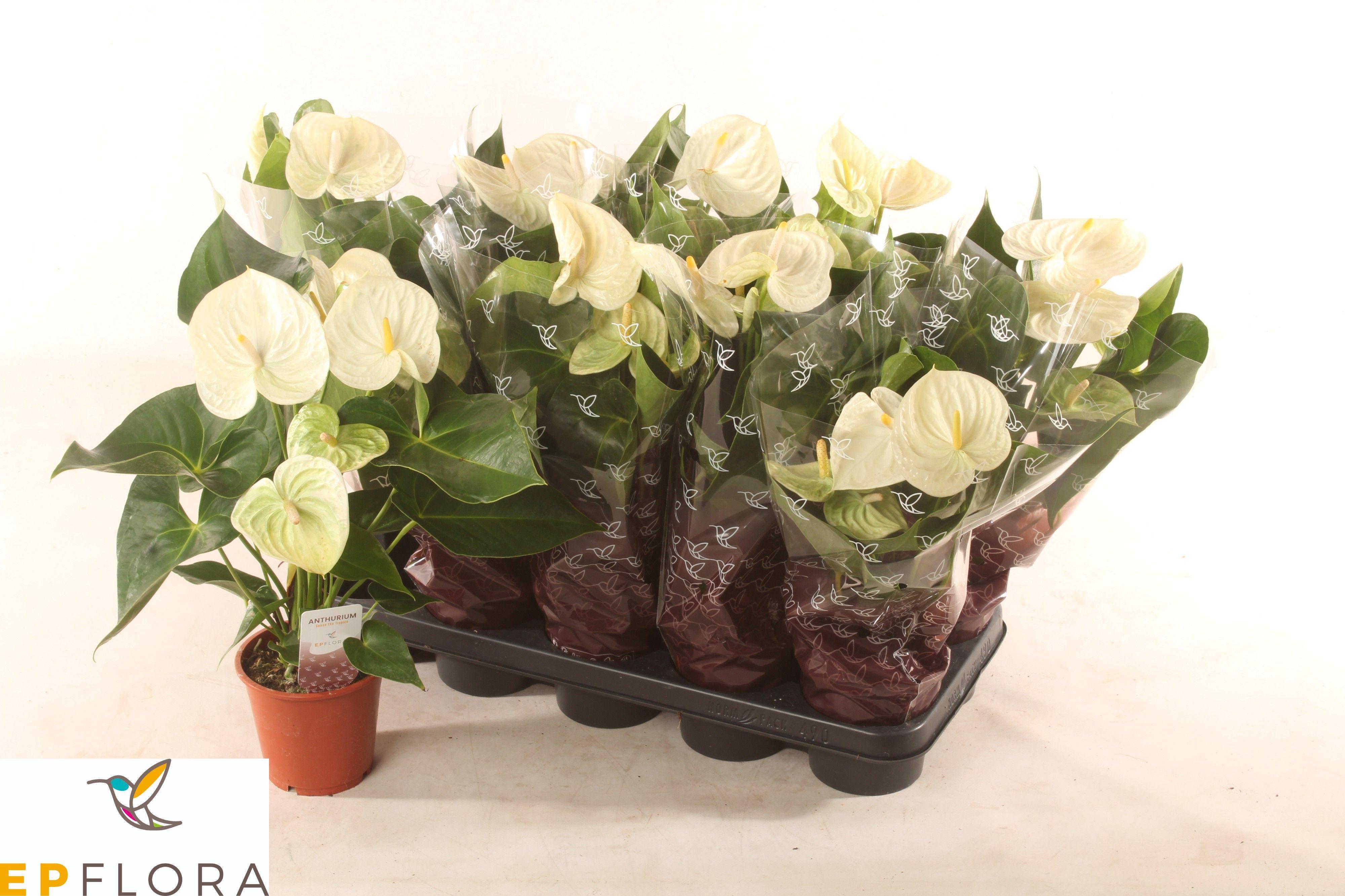 Горшечные цветы и растения оптом Anthu A Arisa White от 10шт из Голландии с доставкой по России