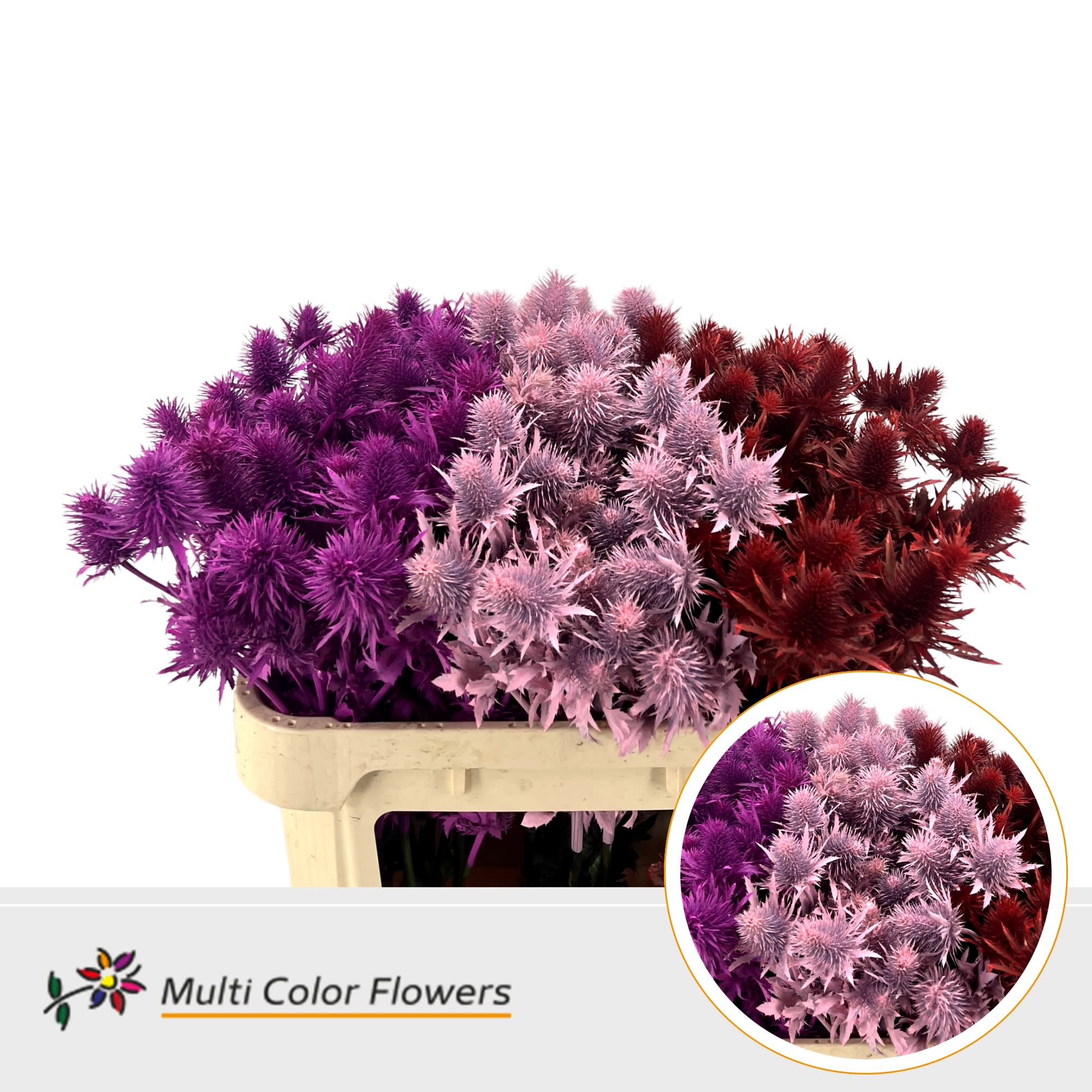 Срезанные цветы оптом Eryngium paint mix love от 30шт из Голландии с доставкой по России