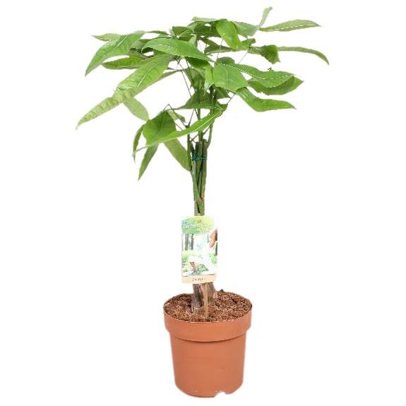Горшечные цветы и растения оптом Pachira Twisted Stem от 1шт из Голландии с доставкой по России