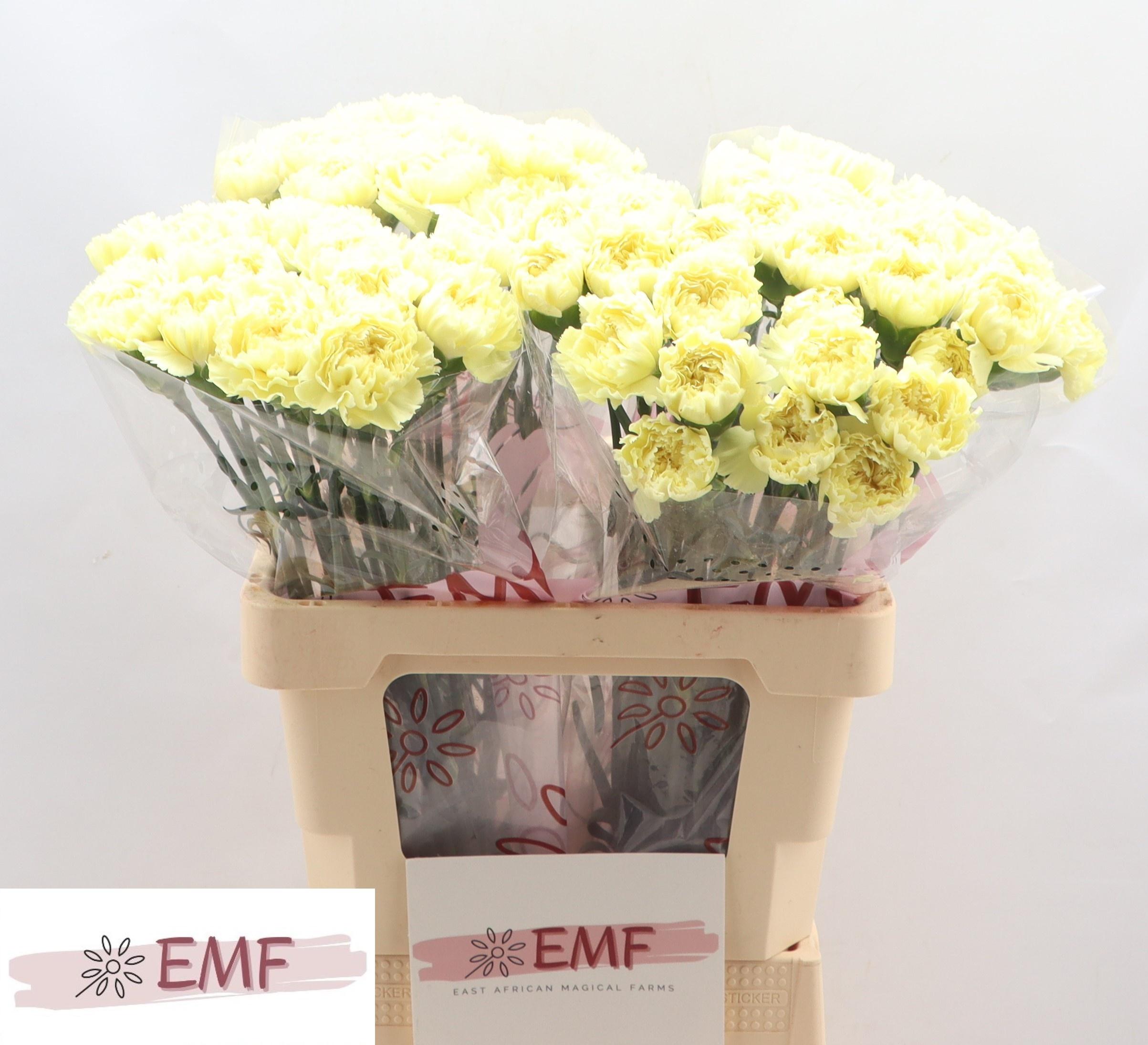 Срезанные цветы оптом Dianthus st luiza от 80шт из Голландии с доставкой по России Срезанные цветы оптом Dianthus st luiza от 80шт из Голландии с доставкой по России