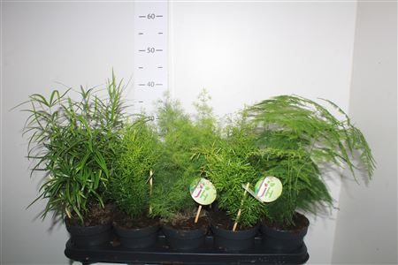 Горшечные цветы и растения оптом Aspar Gem от 10шт из Голландии с доставкой по России