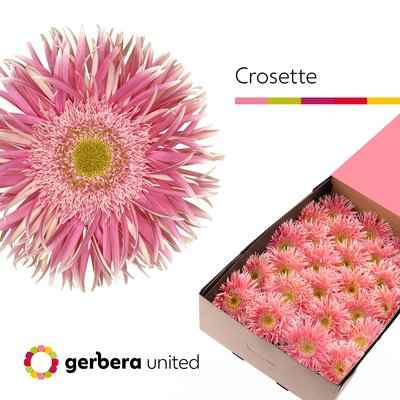 Срезанные цветы оптом Gerbera gerspider crossette от 50шт из Голландии с доставкой по России