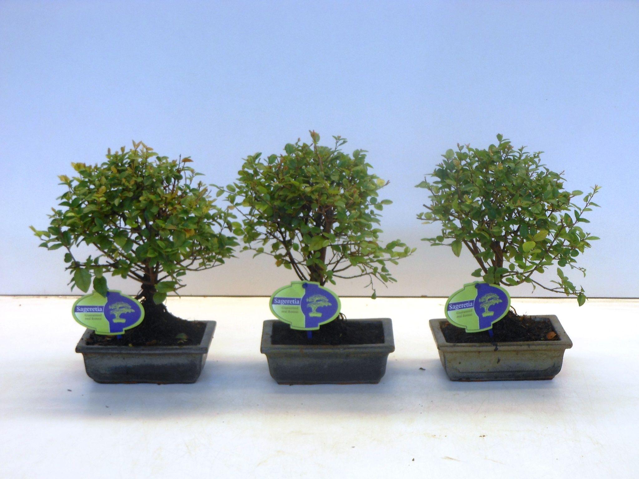 Горшечные цветы и растения оптом Bonsai Sageretia Theezans, 15cm., Broom, Without D от 10шт из Голландии с доставкой по России